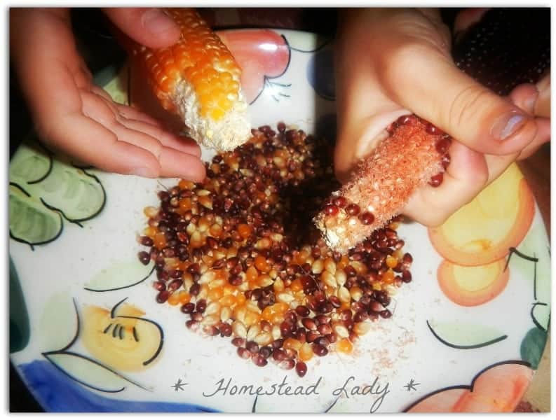 Make Homemade Popcorn from a Dried Ear of Popcorn