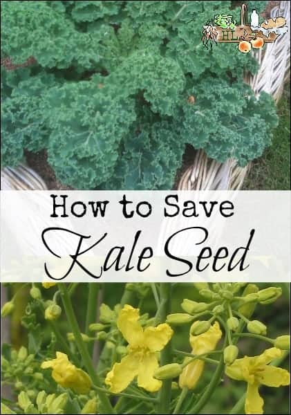 How to Save Kale Seed l Save seed to use next year with these simple steps l Homestead Lady (.com)