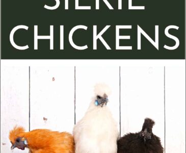 silkie chickens on a branch