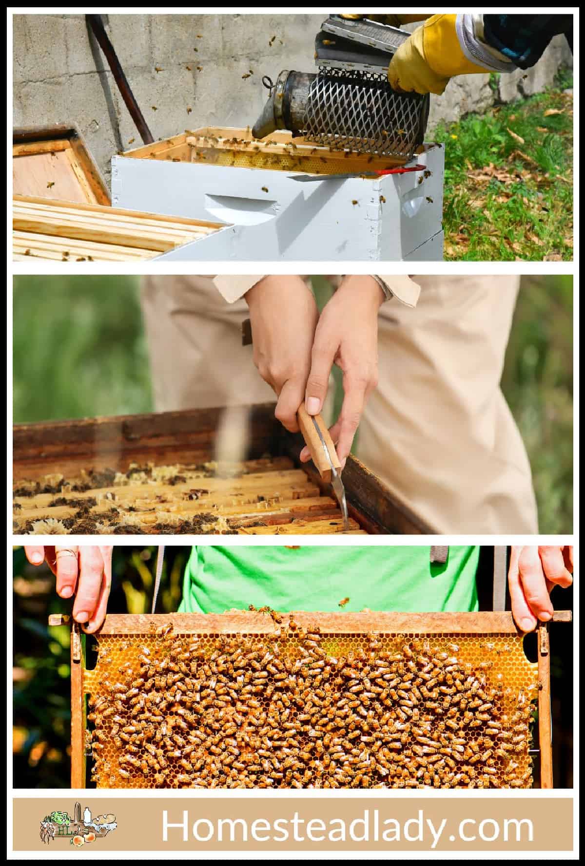 frame full of honey, bee keeper working a hive, bee smoker