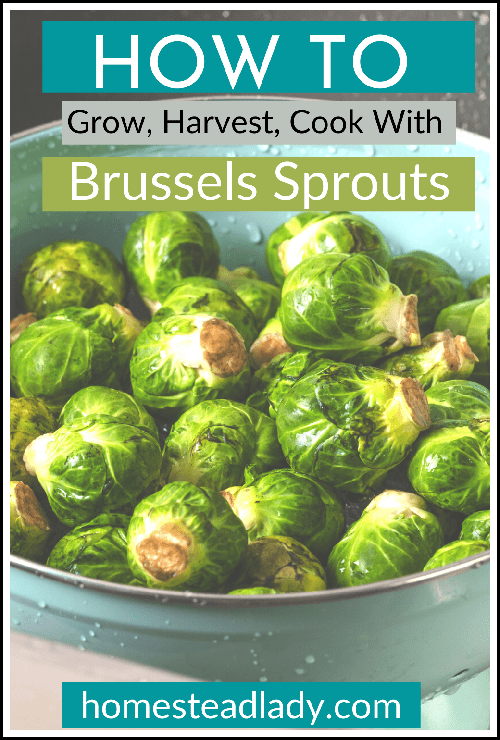Brussels sprouts in a blue bowl