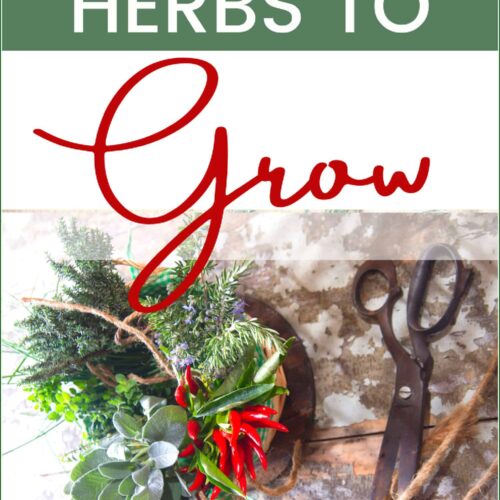 How to plan a medicinal herb garden - Homestead Lady