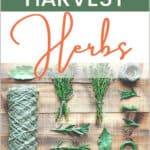 How to Harvest Herbs