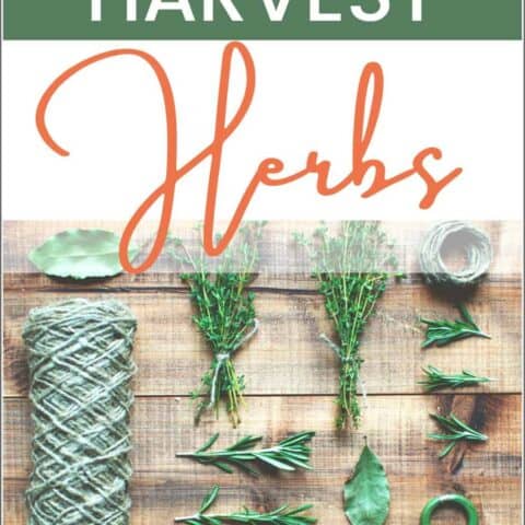 How to plan a medicinal herb garden - Homestead Lady