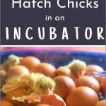 How to Hatch Chicks in an Incubator