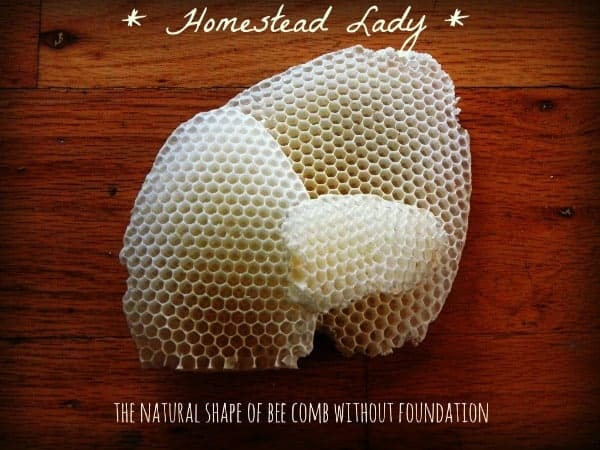 Burr comb bees wax - www.homesteadlady.com