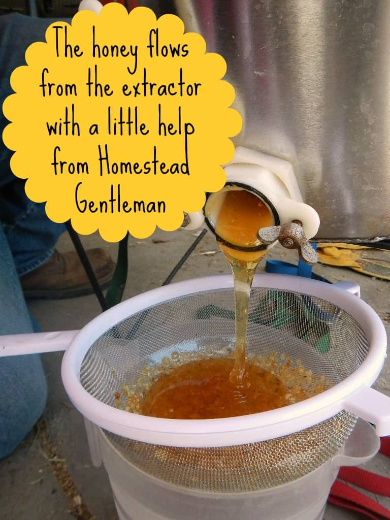 How to process raw honey with a honey extractor - www.homesteadlady.com
