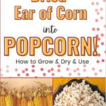 Make Homemade Popcorn from a Dried Ear of Popcorn