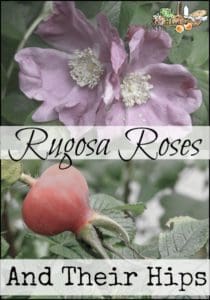 Rugosa Roses l Delicious rose hips, easy to maintain - the perfect rose! l Homestead Lady (.com)