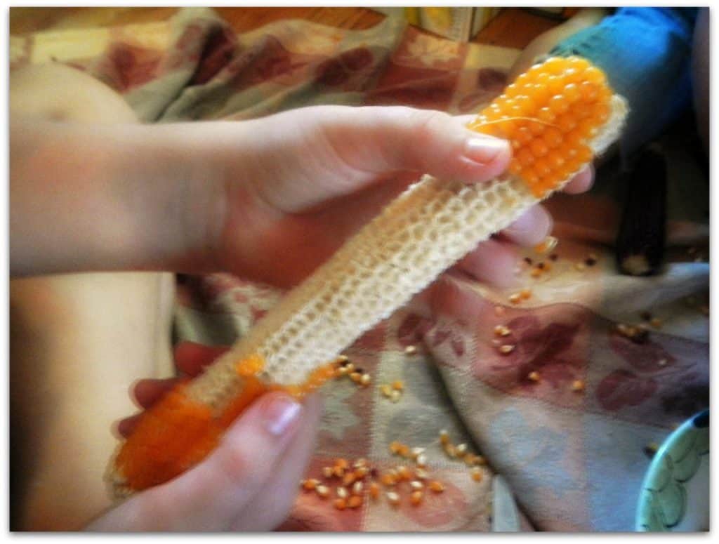 Make Homemade Popcorn from a Dried Ear of Popcorn