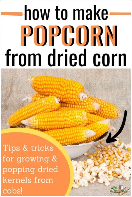 Make Homemade Popcorn From A Dried Ear Of Popcorn Make Homemade Popcorn From A Dried Ear Of Popcorn