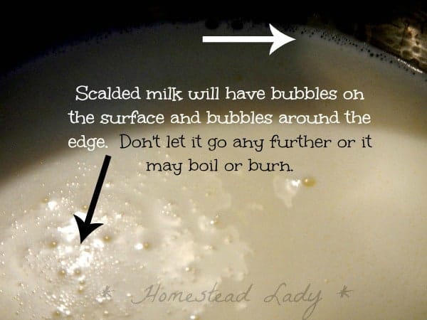 How to scald milk - Bread crumbs for The Tasha Tudor Cookbook - Warm Cheese souffle - www.homesteadlady.com