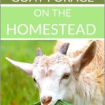 Goat Forage in Your Backyard