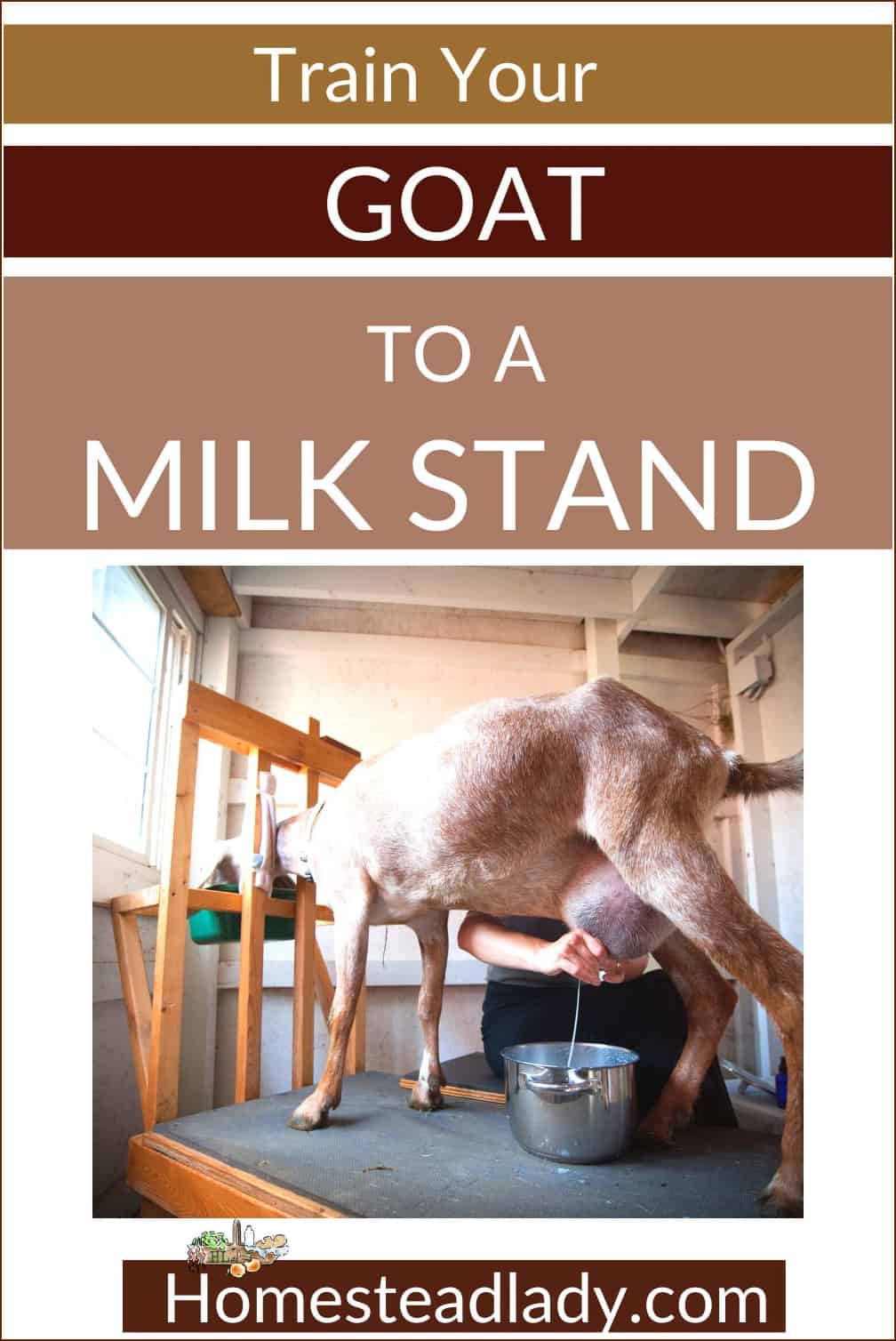 goat being milked on a goat stand