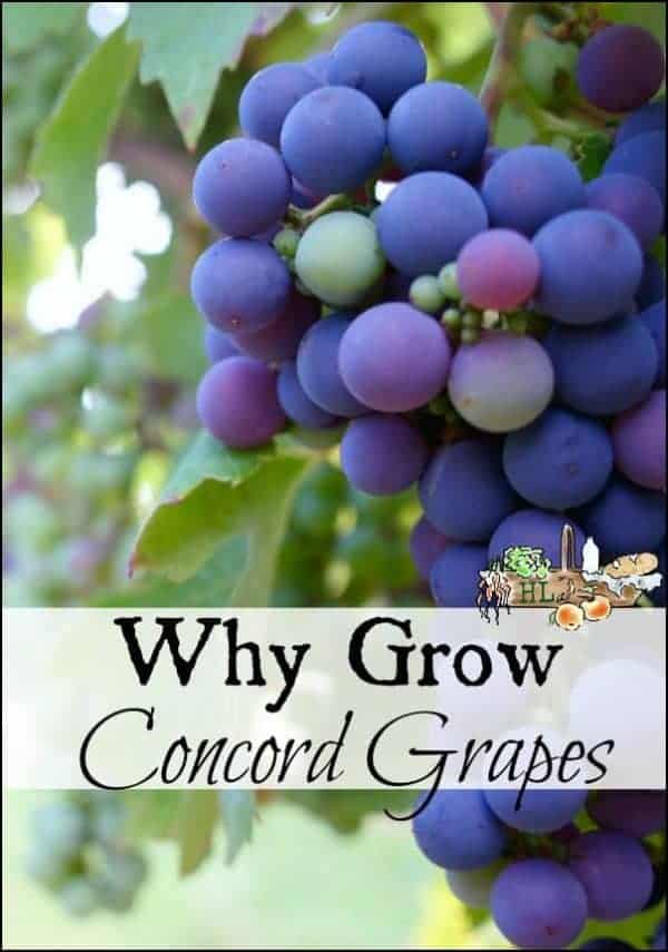Concord Grapes And Dogs Digestive Health preview