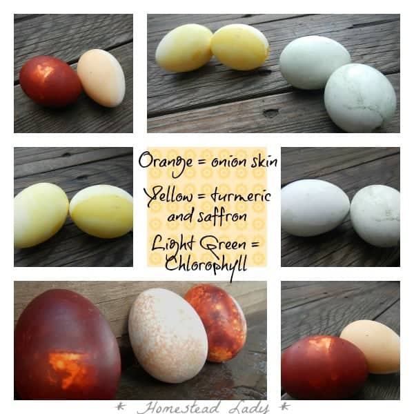 Easter Eggs - Natural Dye vs Natural Dye - Homestead Lady - Orange, Yellow and Green Homemade Dyes