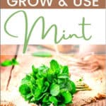 Got Mint? How to Grow & Use Mint