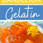 Healthy Homemade Dandelion Gelatin Dessert