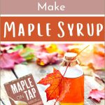 Maple Trees Make Syrup