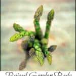 asparagus held in a hand