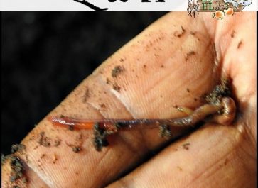 worms on a human hand