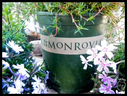 Ground Cover Plants for Pollinators l Monrovia l Homestead Lady (.com)