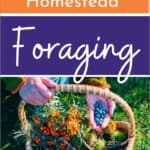 a basket full of free food foraged