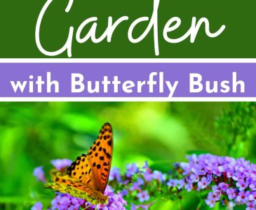 butterfly on butterfly bush flower