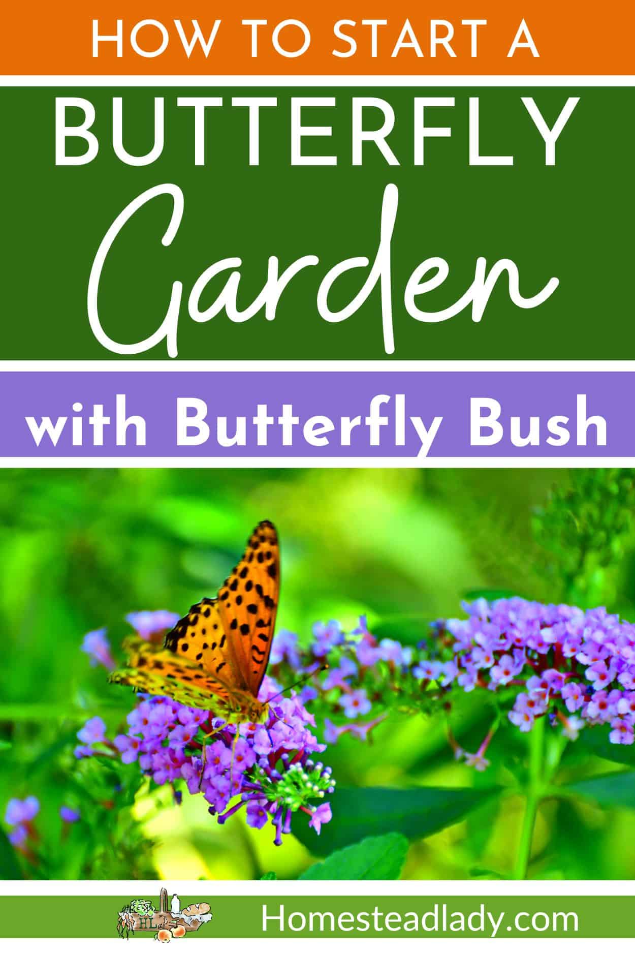 butterfly on butterfly bush flower
