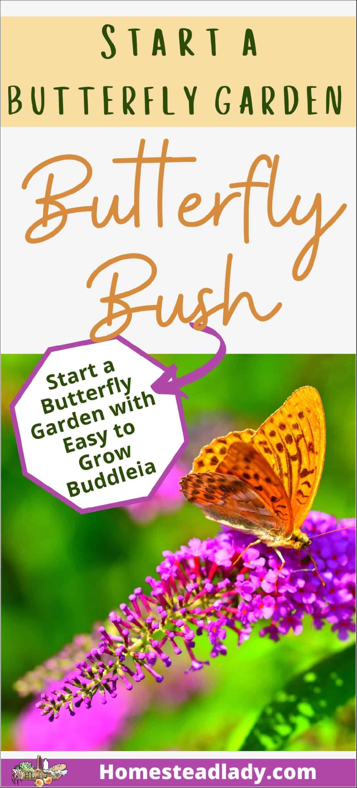 butterfly on a butterfly bush flower