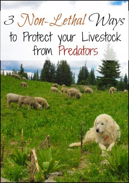 Three Non Lethal Ways to Protect You Livestock From Predators l Homestead Lady (.com)