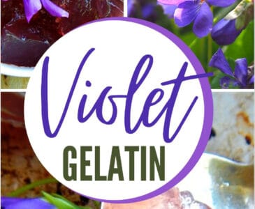 violet gelatin in a spoon with violets