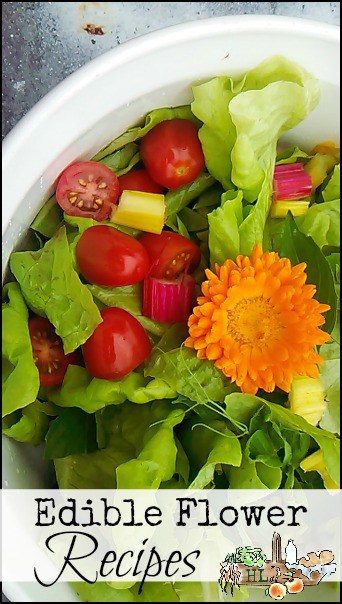 Edible Flower Recipes l Homestead Lady (.com)