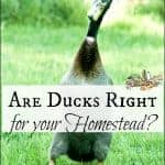 Why Ducks Might Be Right For You