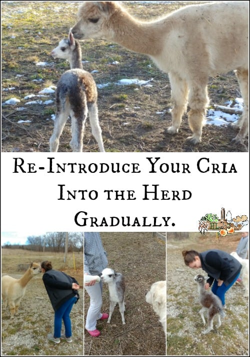 Basic Care for an Orphaned Alpaca l Tips for saving an orphaned cria l Homestead Lady.com