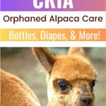 Basic Care for an Orphaned Alpaca