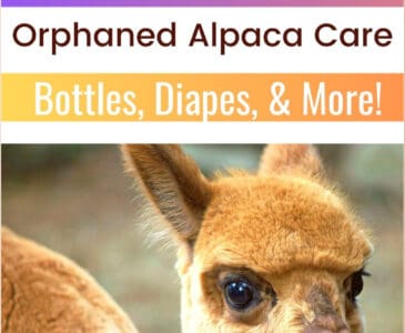 baby alpaca - cria