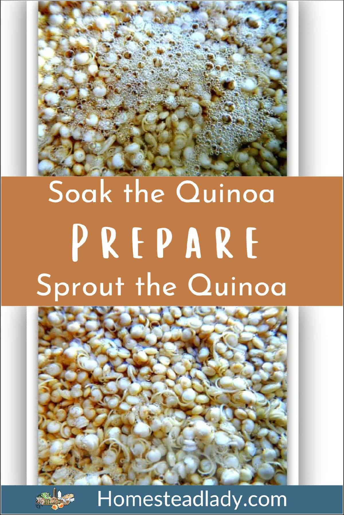 quinoa soaking and sprouting in water