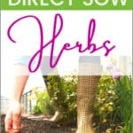 Direct Sow Herbs