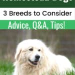 Homestead Dogs: Do You Need a Livestock Guard Dog