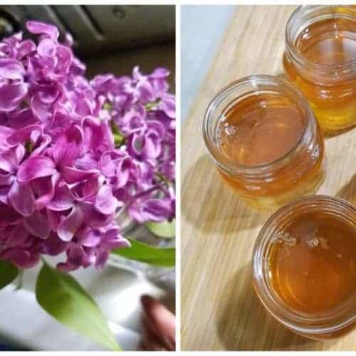 Edible Flowers Forsythia Dandelion Jelly • Homestead Lady