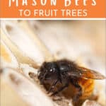 How to Attract Mason Bees to Fruit Trees