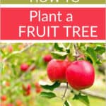 How to Plant a Fruit Tree in a Permaculture Orchard