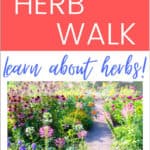 Take an Herb Walk to Learn About Herbs