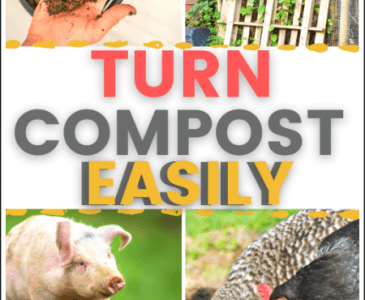collage of pig, chickens, compost bin and composting worms