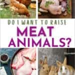 Do I Want to Raise Meat Animals?
