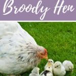 a broody hen sitting on a nest of eggs