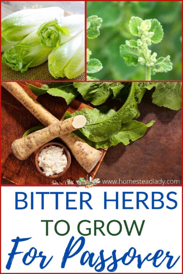Grow Bitter Herbs for Passover • Homestead Lady