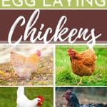different breeds of egg laying chickens on the grass