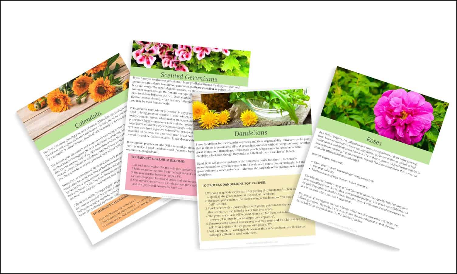 Herbal Flower Recipes sample pages, decorative